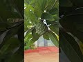 Our Custard Apple Tree Full of Fruits 🌳🍏 | Organic Farm Life #mahegardening #garden #indoorplants