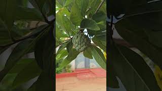 Our Custard Apple Tree Full of Fruits 🌳🍏 | Organic Farm Life #mahegardening #garden #indoorplants