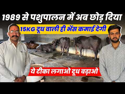 2 Murrah भैस DairyFarm से Lakho कमाई,दूध + Breeding Buffalo Dairy Business Pardeep Durjanpur 