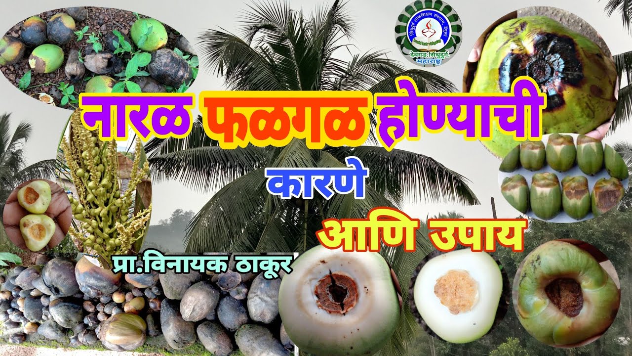 नारळ अकाली फळगळ होण्याची कारणे आणि उपाय / Reasons and Remedies for falling pre matured coconuts