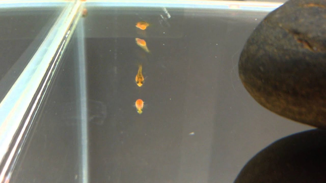 Cichlid fry in egg tumbler DAY 15 YouTube