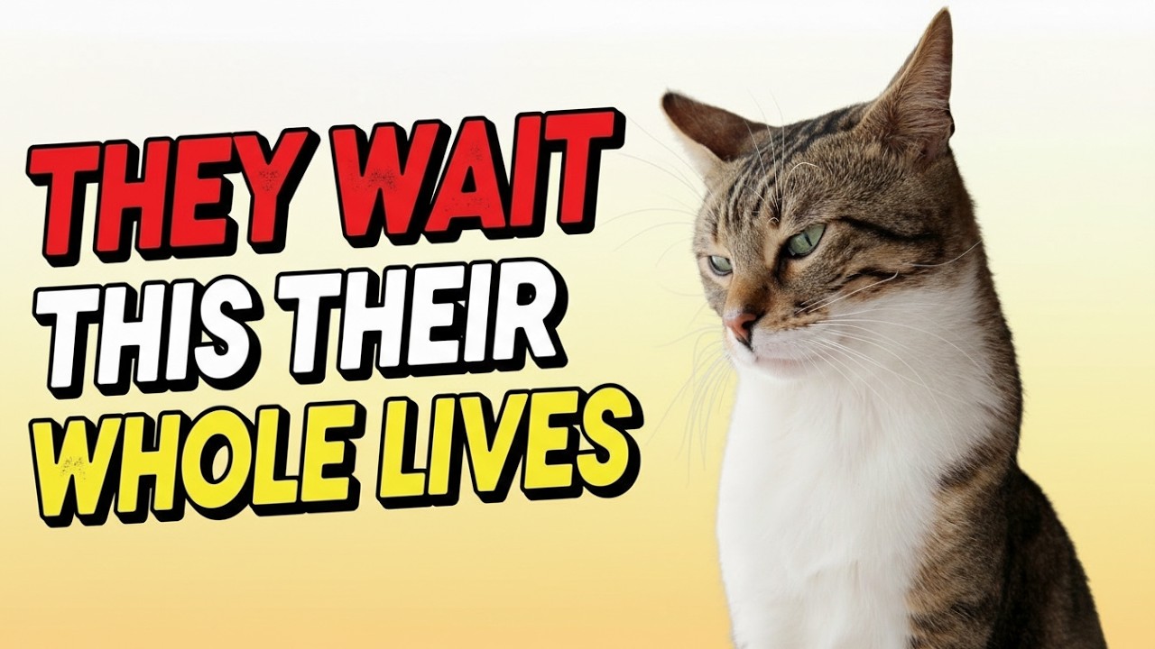 Ваша кошка всю свою жизнь ждала этого момента 🐱