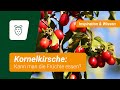 Ist die Kornelkirsche essbar? Hier erfahrt ihr es!