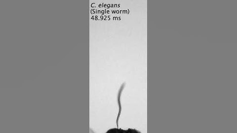 A single Caenorhabditis elegans dauer larva nictating and leaping