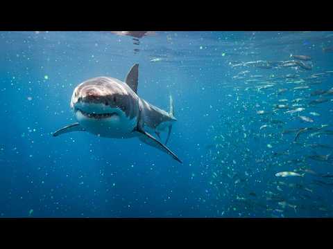 Video The Invisible World of the Ocean : SUPER SENSES UNDERWATER