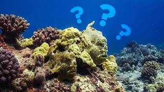 The Invisible World of the Ocean : SUPER SENSES UNDERWATER