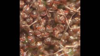 Fern Sori Launching Spores