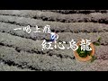 【台灣茶路】大茶農時代~一喝上癮的紅心烏龍「合歡西黃勝豐」