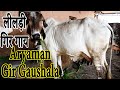 लीलड़ी गिर गाय I Aryaman Gir Gaushala Jasdan Gujarat I  स्वर्ण कपिला I Variety of Gir Cows