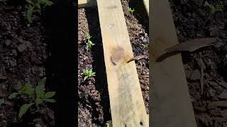 Small Space Vegetable Garden #learning #food #educational #easy #exercise