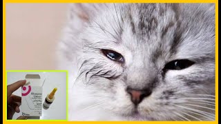 مرض التهاب عيون القطط وطريقة علاجه بادوية من الصيدلية البشريةRifamycin 