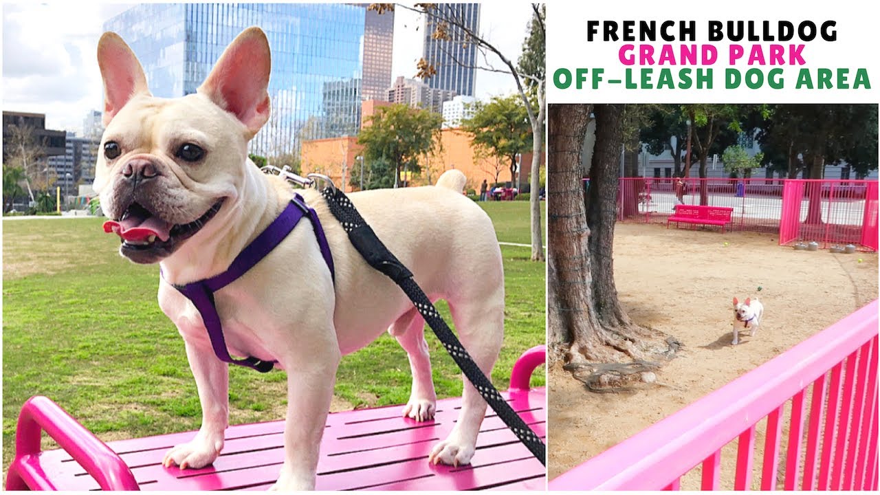 Are French Bulldogs Good Off Leash