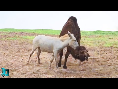 Видео: Эти Случаи с Животными Можно Смотреть Вечно / 50 Случаев Снятых На Камеру