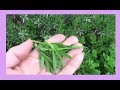 Lavender Leaves : Harvesting, Preserving, and Uses