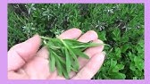 How to Harvest Dried Thyme for Cooking - YouTube