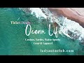 Ocean Life 🌊 Cruise Deals, Private Yacht Rentals & Water Sports Gear | Lady Auto Club