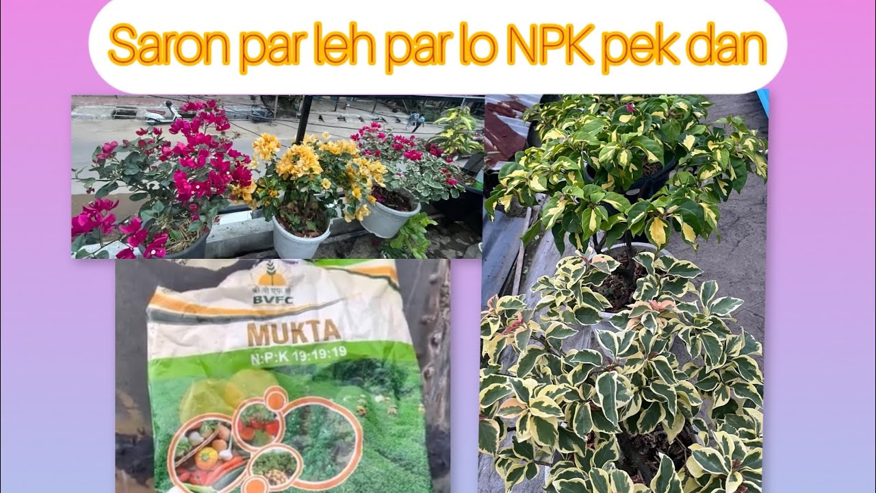 Saron NPK ka pek dan & NPK chung chang sawi bawk ang aw #bougainvillea  #flowers