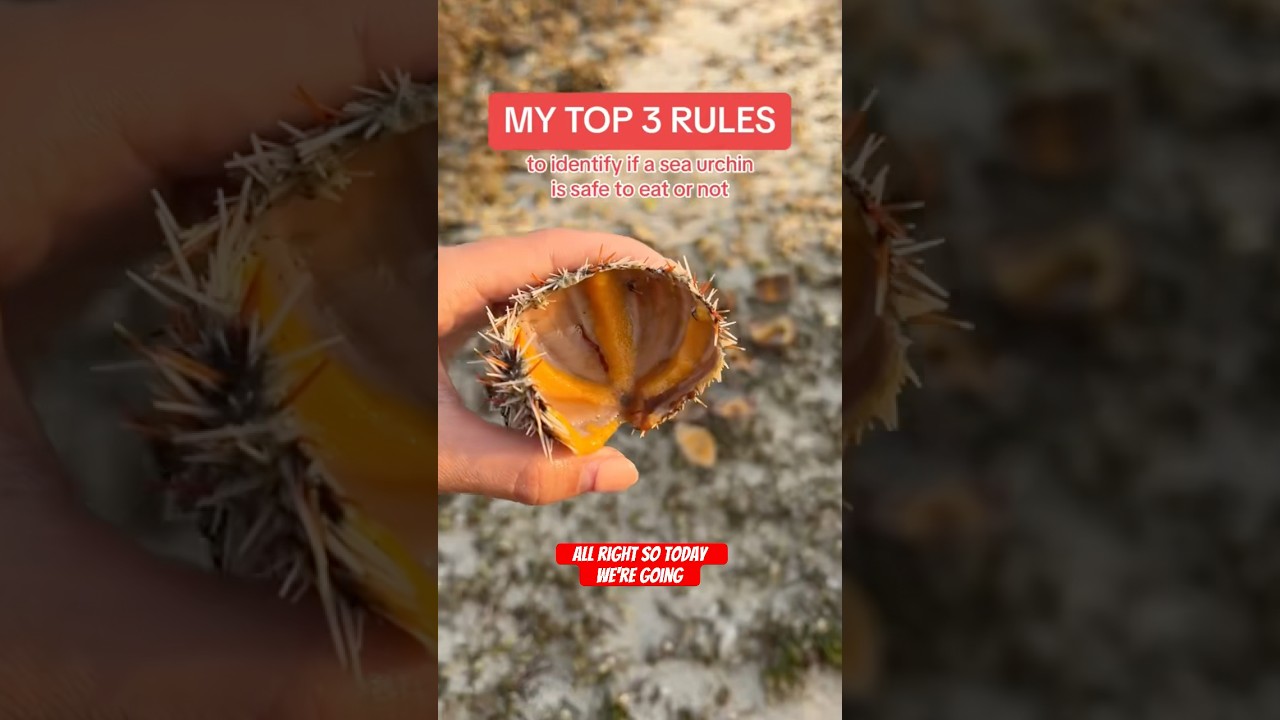 Identifying Edible Sea Urchins! Rule #3 is the most important 