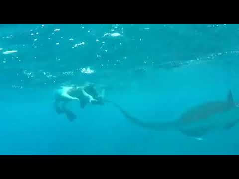 Video: Snorkeling Dengan Pari Manta Adalah Pengalaman Yang Tidak Akan Saya Lupakan - Matador Network
