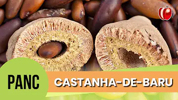 Pode comer a casca da castanha de baru?