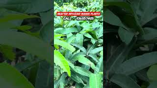 Grafted Miyazaki Plants #shorts #shorts #farming #miyazaki #miyazakimango #mango #mangoplants