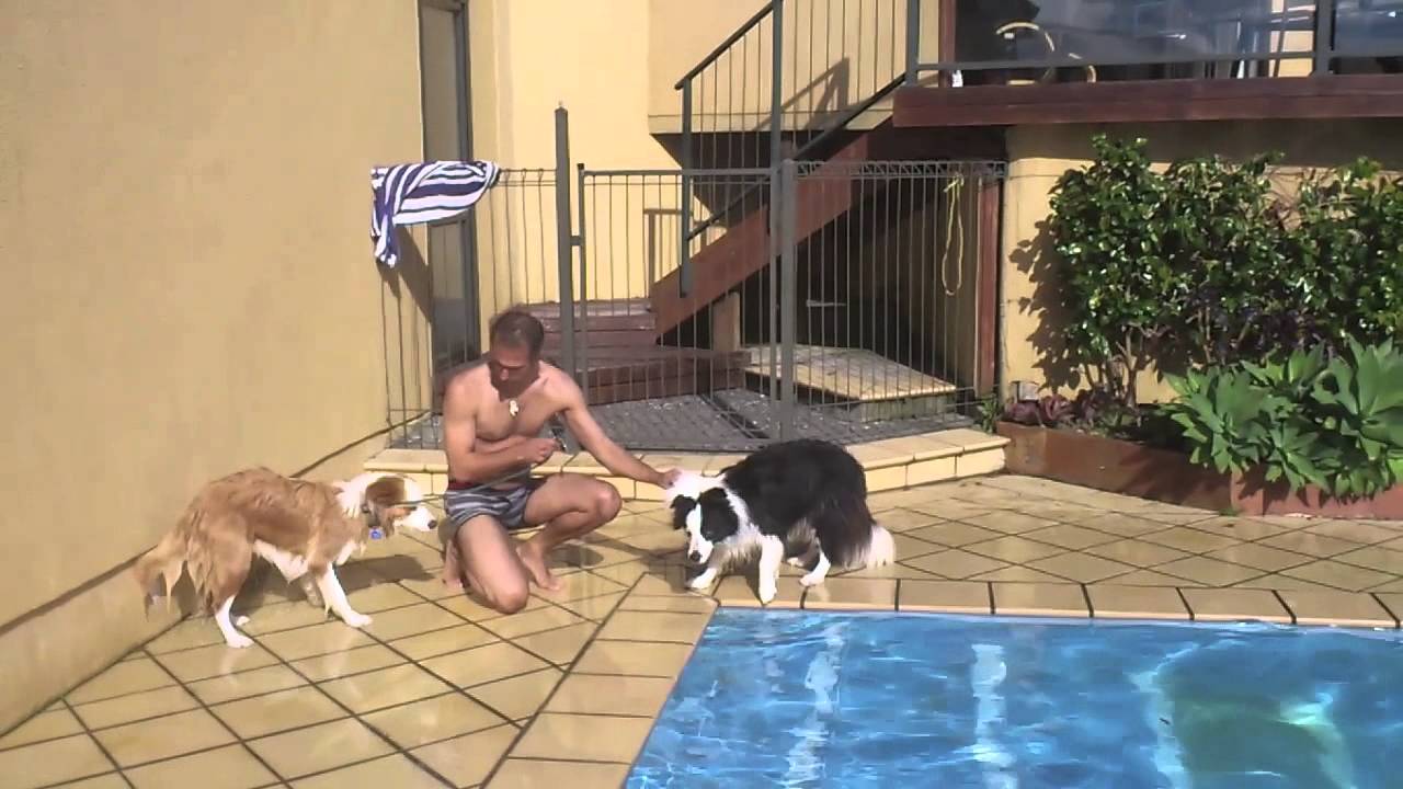 Teach your dog to swim