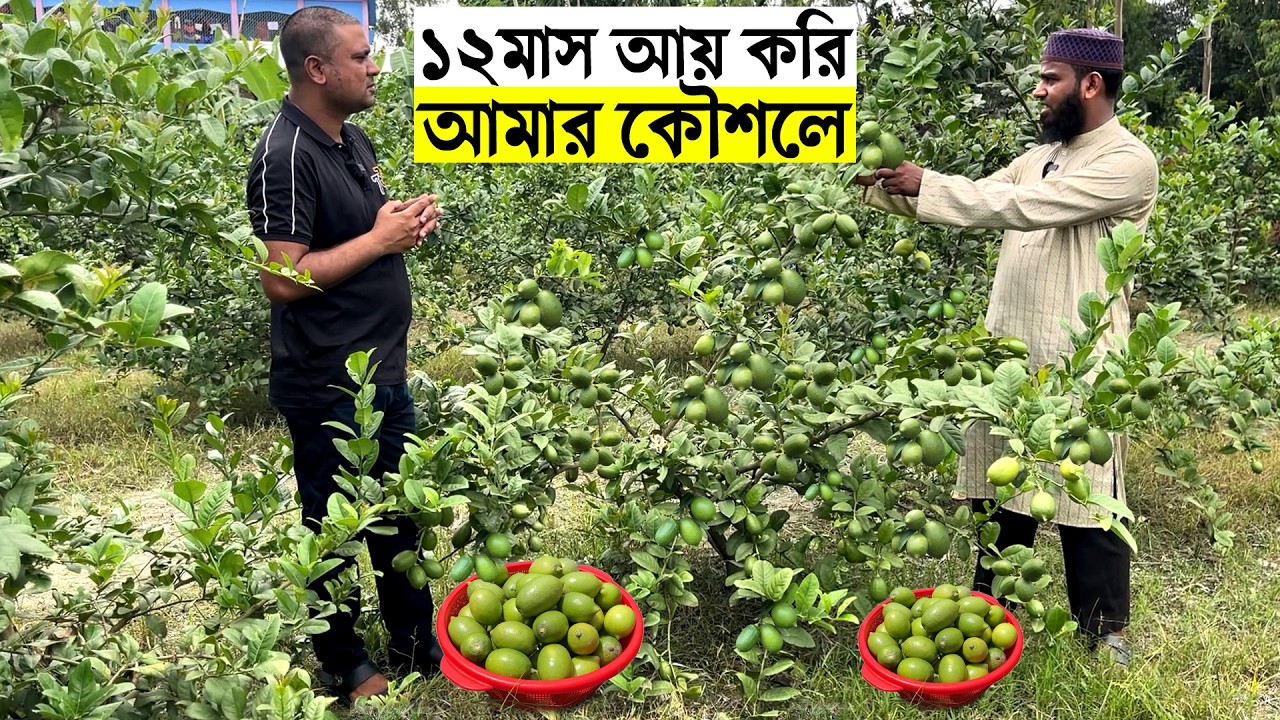 শুধু লেবু চাষ করে ভাগ্য পাল্টানো যায় এই ভিডিও না দেখলে বুজবেনা | গাছের পরিচর্যা- ছোট গাছে লেবু হবে