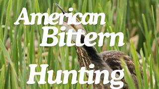 American Bittern Hunting