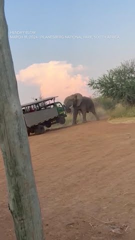 Elephant lifts safari truck in South Africa