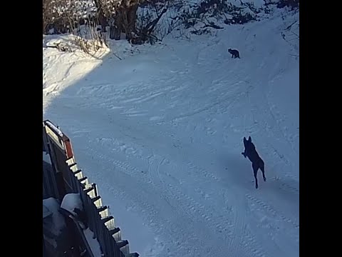 Видео: Освещение для приюта: сохранено службой обслуживания домашних животных