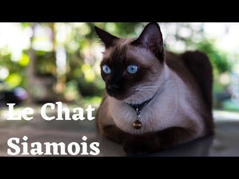 Vidéo: Chat Siamois Race De Chat Hypoallergénique, Santé Et Durée De Vie