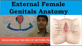 External Female Anatomy In Hindi Pudendum What Is External Parts