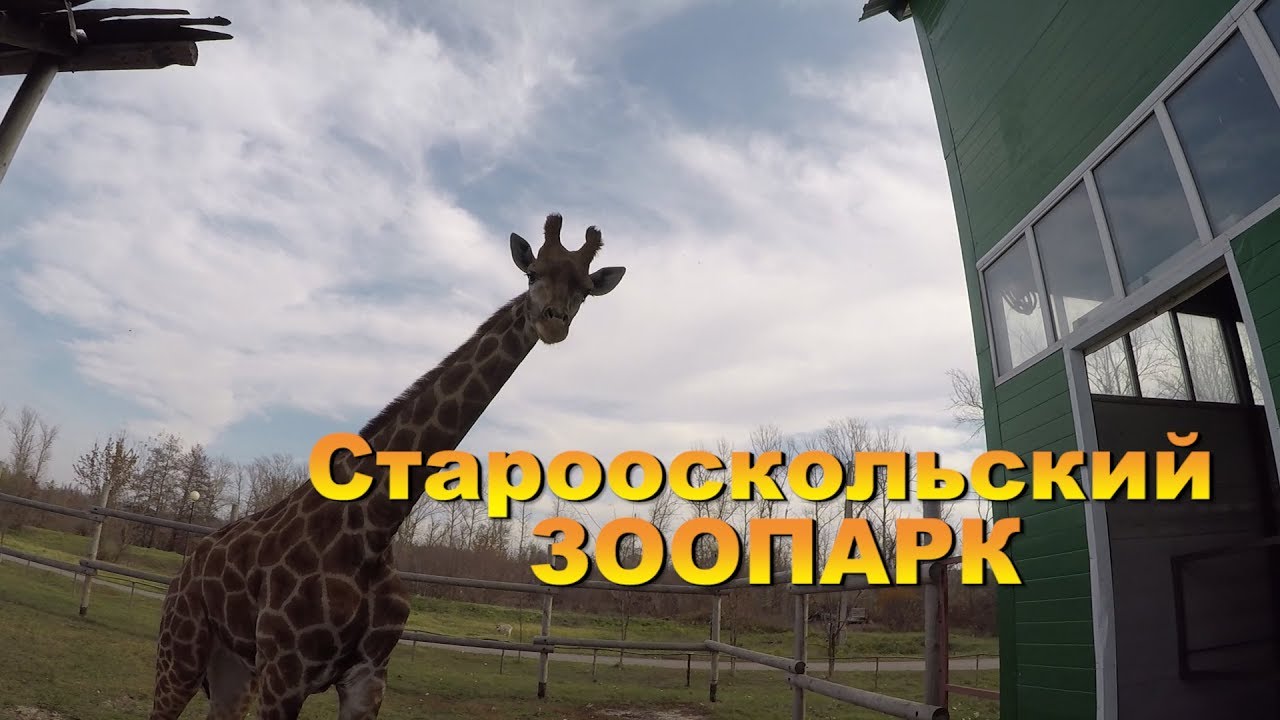 Зоопарк старого оскола Зоопарк старого оскола