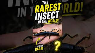The rarest insect #wildlife #animals #tiger #lion #movie #facts