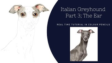 How to Draw a Realistic Dog in Colour Pencils | Real Time Tutorial | Part 3 The Ear