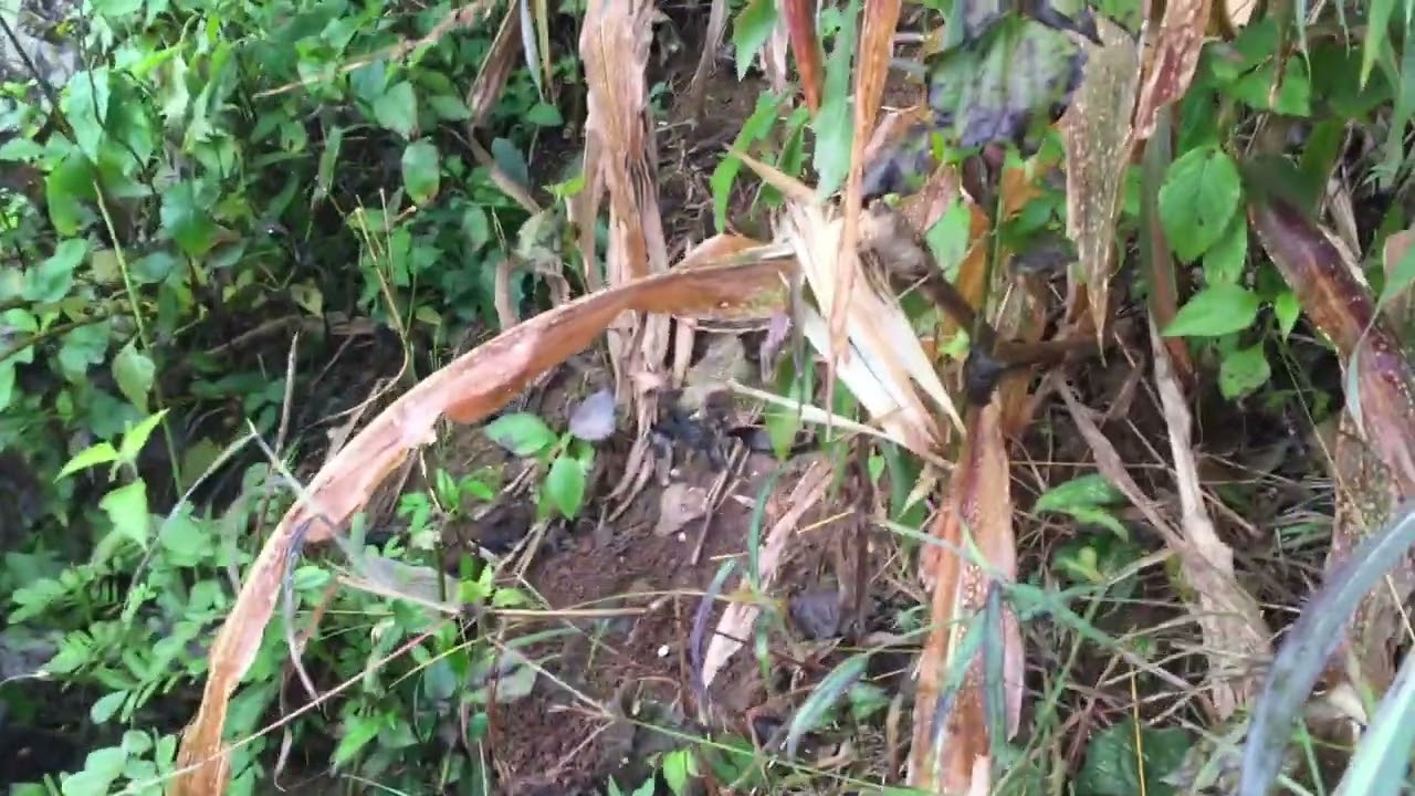 sáng nay là cái kết của việc lấy ngô không hỏi chủ