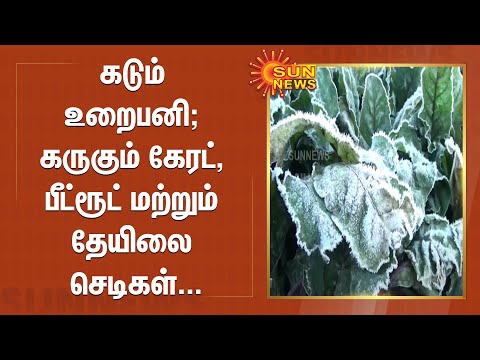 உறைபனி காரணமாக கருகும் கேரட், பீட்ரூட் மற்றும் தேயிலை செடிகள் | Udhagai | Frost