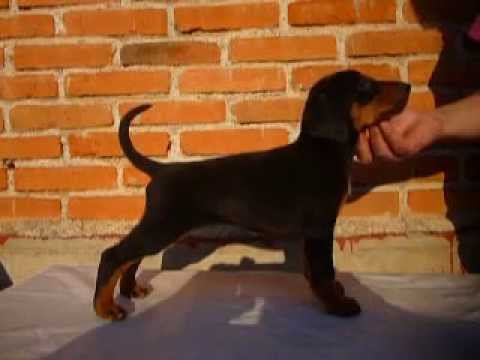 Doberman / cachorros doberman / Venta de cachorros Tel Méx. 01(55)84885050 puppy paradise