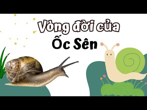 Video: Vòng đời của rêu: chuỗi các giai đoạn