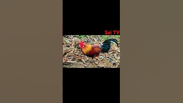 Gà Rừng Fx mà đẹp như F1 #garung #xuhuong #chicken #video #shorts