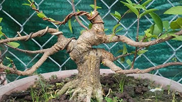 Cây trực lắc là gì?   chia sẻ bà con. | Bonsai và Sáng tạo