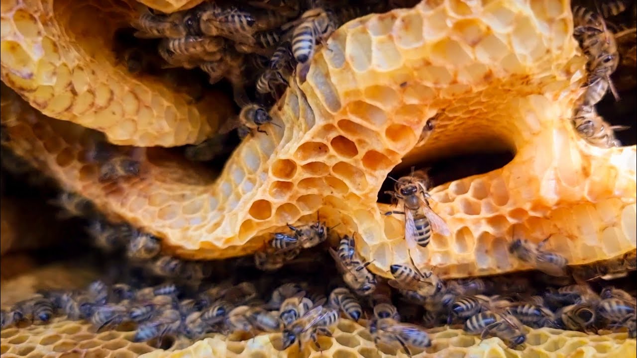 Med u saću i zimske pripreme 2024