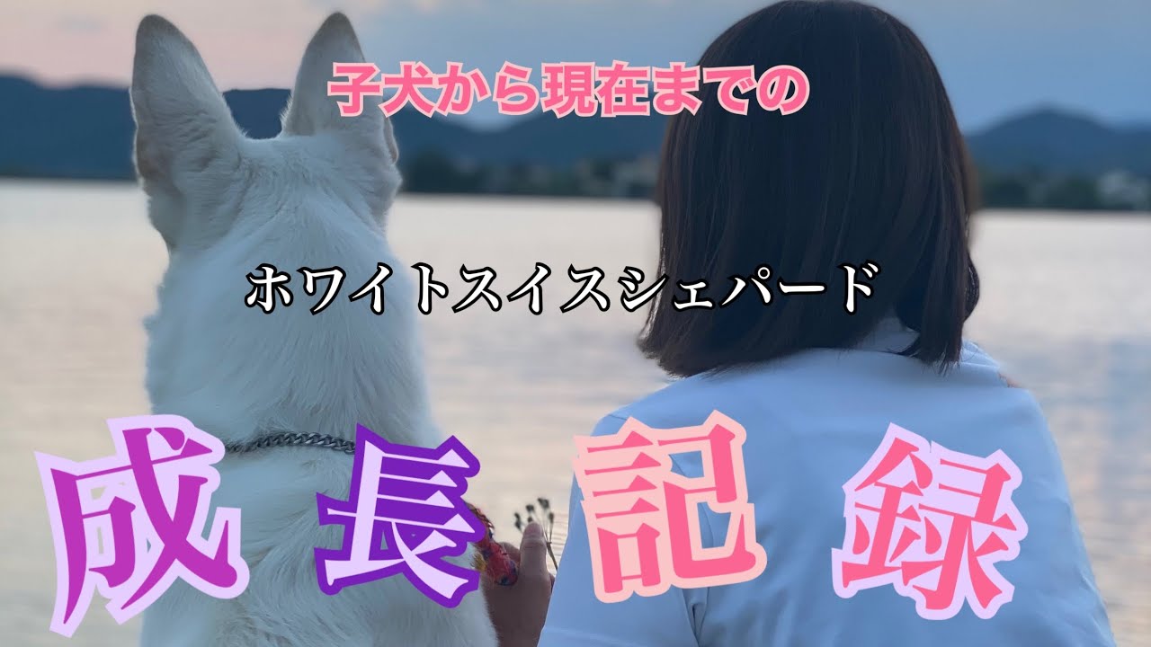 子犬から現在までの成長記録
ホワイトスイスシェパードの子犬が成犬になるまでの成長記録
〜ホワイトスイスシェパード〜