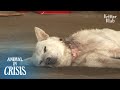 Dog Choked On A Wire Snare Never Gives Up Her Life For Her Unborn Puppies | Animal in Crisis EP179