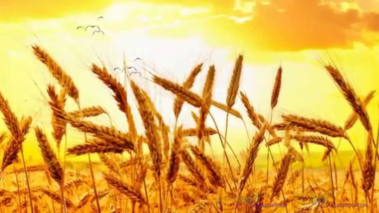 3.Осень жизни надо благодарно принимать... - YouTube