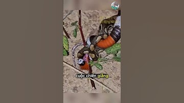Đối đầu sinh tử giữa rắn San Hô Và Trăn #thếgiớiđộngvật