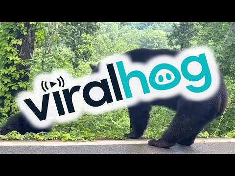 Male Black Bears Brawl on Highway || ViralHog