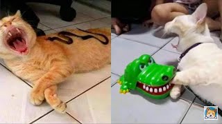 Super angry cats fighting ! Angry cat meowing to attract cats ! Cat fight cat fighting sound effect