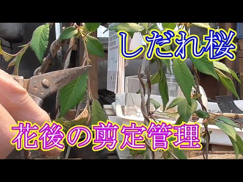 しだれ桜の花後の剪定管理