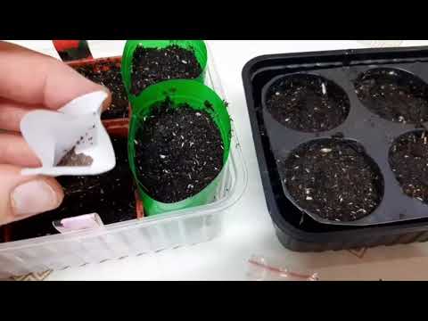 В чём и как посеять семена цветов? Бальзамин, петуния, пеларгония и бегония.